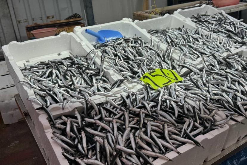 Zonguldak’ta hava şartları hamsi fiyatını yükseltti