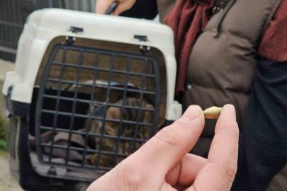 Zonguldak’ta ‘öldü’ sanılan kedi, bacağında mermiyle geri döndü