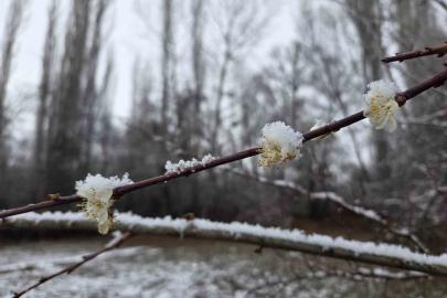 15 gün önce çiçek açan erik ağaçları kar altında kaldı