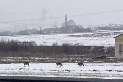 Aç kalan kurt sürüsü şehir merkezine indi