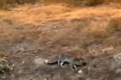 Aç kalan tilki şehir merkezine indi