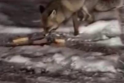 Aç kalan tilkiyi elleriyle besledi