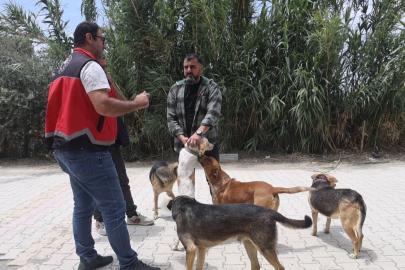 Adana’da 2025’te 3 bin 865 kedi ve 3 bin 577 köpeğe çip takıldı