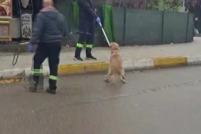 Adana’da başıboş sokak köpekleri toplanıyor
