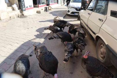 Adana’da ilginç görüntü: Hindiler çarşıda gezdirilerek satılıyor