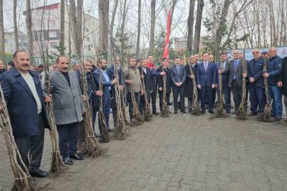 Adilcevaz’da 12 bin aşılı ceviz fidanı dağıtıldı