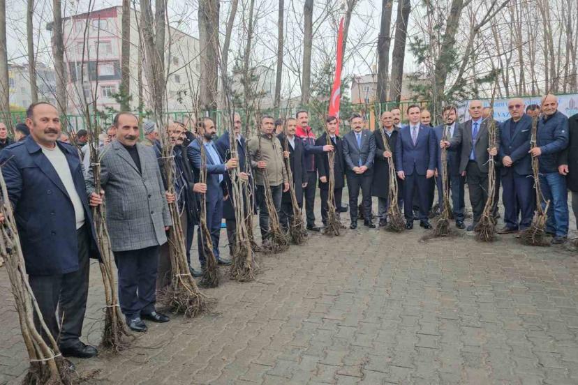Adilcevaz’da 12 bin aşılı ceviz fidanı dağıtıldı