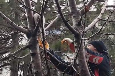 Ağaçta mahsur kalan kedi kurtarıldı