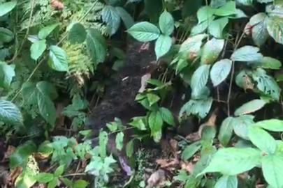 Ağaçta mahsur kalan yavru ayı, itfaiye tarafından kurtarıldı