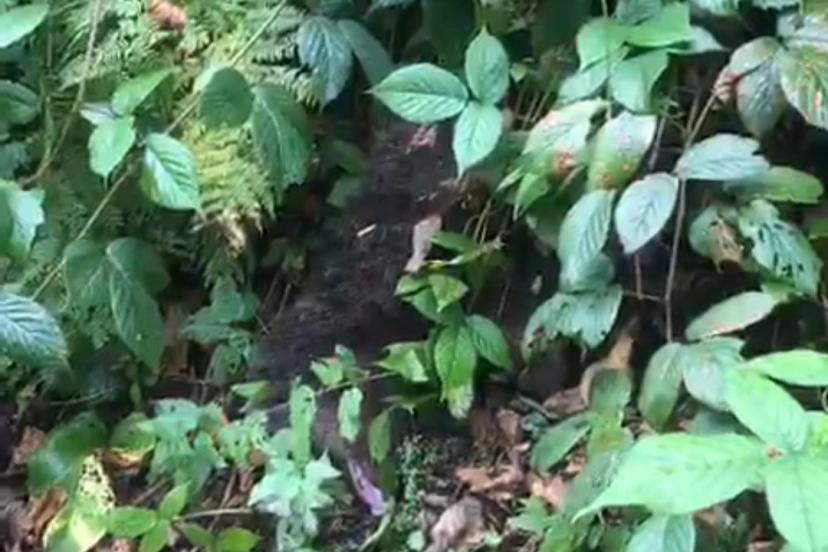 Ağaçta mahsur kalan yavru ayı, itfaiye tarafından kurtarıldı