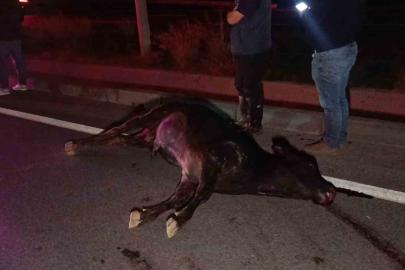 Ağıldan kaçan inek, araçların çarpması sonucu telef oldu