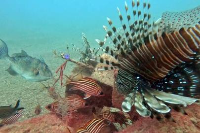 Akdeniz’de balıkların rekabeti: Kızıldeniz’den gelen balık türleri, yerli balıkları baskıladı