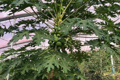 Alanya 40 bine yakın tropikal meyve üreticisiyle iç piyasa ihtiyacını karşılıyor