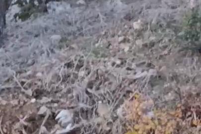 Alanya’da yerleşim alanına yakın bölgede kurt görüntülendi