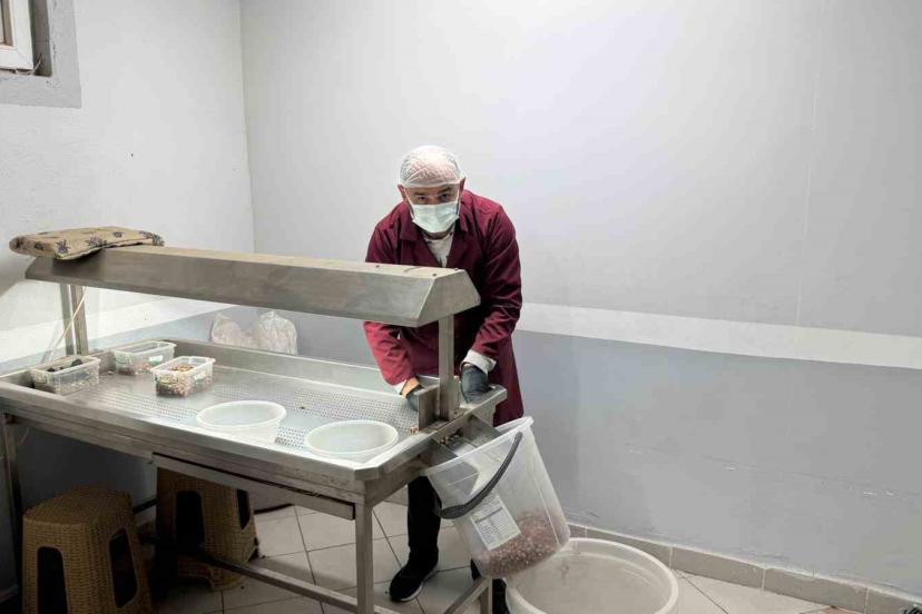 Alaplı’da fındık kavurma tesisleri taleplere yetişemiyor