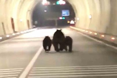 Amasra tünelinde 3 ayı görüntülendi