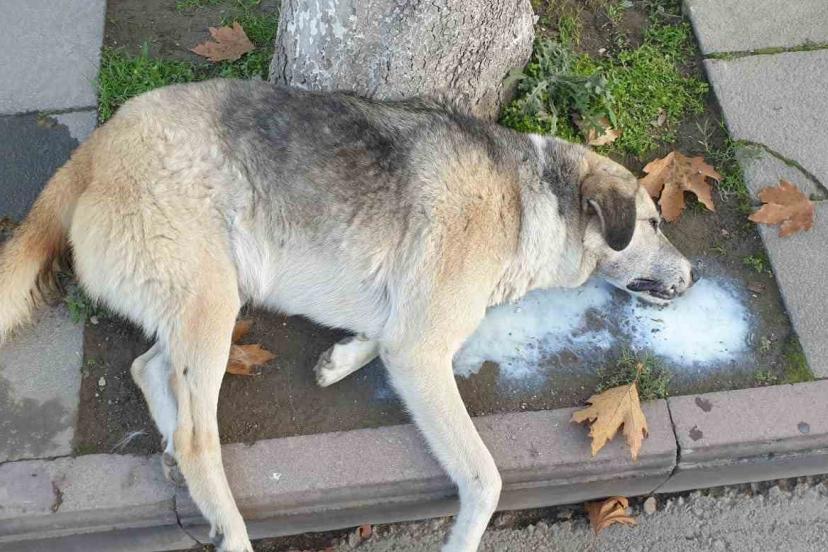 Amasya’da şehrin göbeğinde köpek ve kediler ölü bulundu