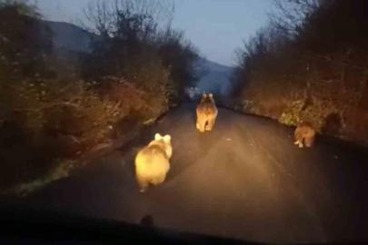 Anne ayı ve yavruları kamerada