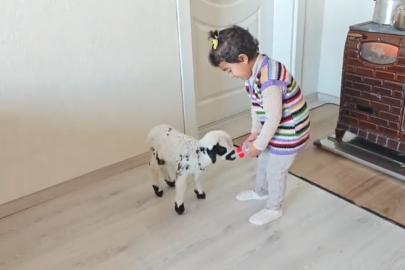 Annesinin reddettiği kuzuya 3 yaşındaki Ezo’nun şefkati yürekleri ısıttı