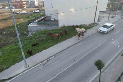 Arnavutköy’de başıboş gezen atlar tehlike saçıyor