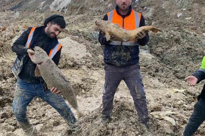 Arnavutköy’de İBB’nin döküm sahasına çevirdiği Mavi Göl’de balıklar can çekişiyor