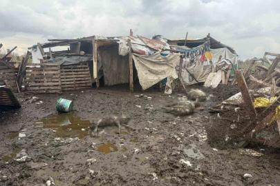 Avcılar’da başıboş köpekler koyun sürüsüne saldırdı: 10 hayvan telef oldu