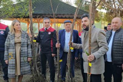 Aydın dağları sağlıklı kestane ağaçlarıyla donatılıyor