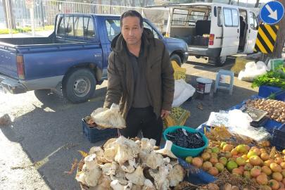 Aydın’daki dev mantarlar pazarda ilgi odağı oldu