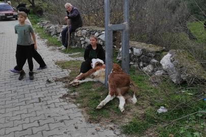 Aydınlatma direğine sıkışan buzağıyı itfaiye ekipleri kurtardı