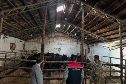 Aydıntepe’de hayvancılığa destek projesinde ilk hayvan teslimi yapıldı