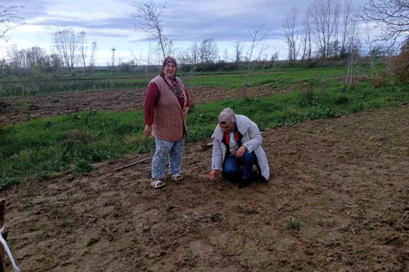 Babaeski’de sera ve sarımsak üretim alanlarında üretim şartları kontrol edildi