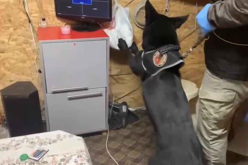 Bağ evindeki uyuşturucu düzeneğini ’Tony’ ortaya çıkardı