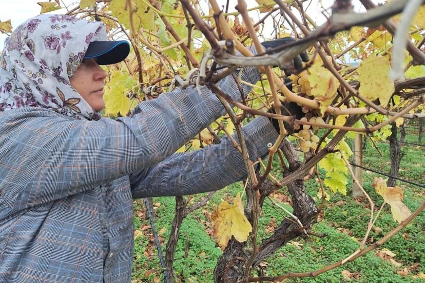 Bağda kalan üzümler ev ekonomisine can suyu oluyor