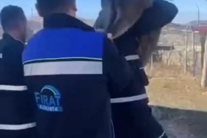 Bahçe çitine sıkışan yaban keçisini FEDAŞ ekipleri kurtardı