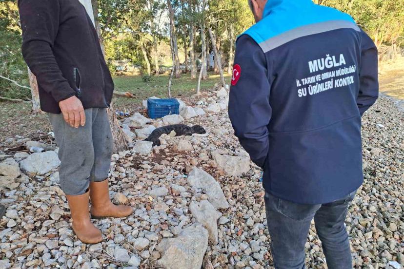 Balıkçıların kurtardığı yavru Akdeniz Foku yetkililere teslim edildi