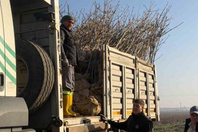 Bandırma’nın 55’inci kırsal mahallesinde 350 ağaç toprakla buluştu