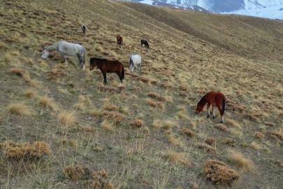 Başıboş bırakılan at ve eşekler hem trafiği hem yaban hayatını tehdit ediyor