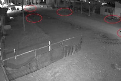 Bayburt’ta 5 kurdun köpeği tuzağa çektiği anlar kamerada