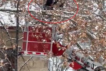 Bayburt’ta ağaç dallarına dolanan kargayı itfaiye kurtardı