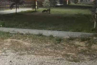 Bayburt’ta birbirleriyle oyun oynayan iki tilki görüldü