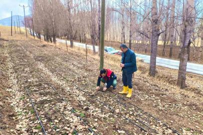 Bayburt’ta salep üretim alanları yerinde incelendi