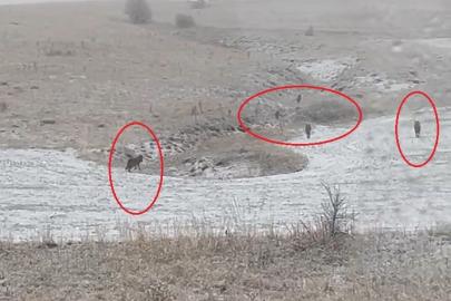 Bayburt’un köylerinde kurt sürüleri görüldü