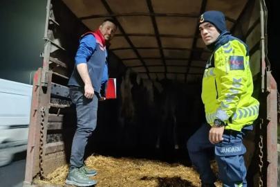 Belgesiz hayvan sevkine ceza: Hayvanlar işletmeye iade edildi