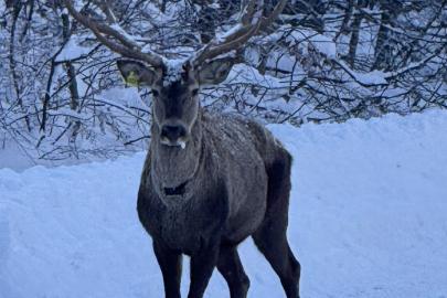 Beyaza bürünen doğada kızıl geyik sürprizi