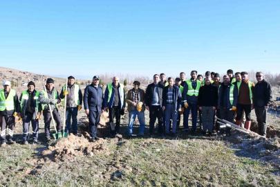 Beylikova Belediyesi bin adet karaçam fidanı dikti