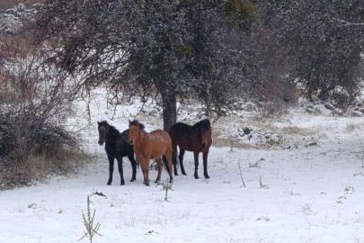 Beypazarı’nda yılkı atları kartpostallık görüntüler oluşturdu