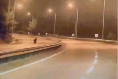 Bilecik’te ayı ana yola indi