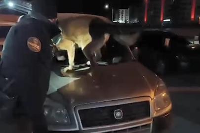 Bitlis’te 6 kilo 100 gram skunk maddesi ele geçirildi