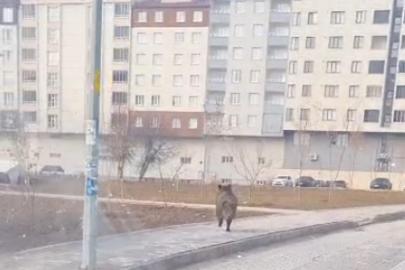 Bitlis’te ilçe merkezinde yaban domuzu paniği