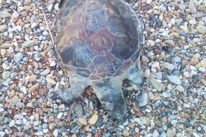 Bodrum’da yavru caretta caretta kıyıya vurdu